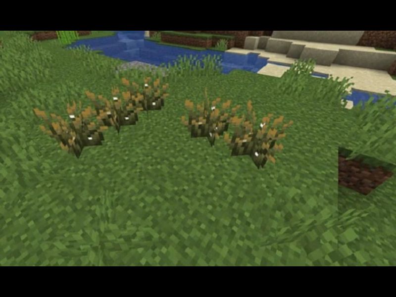 Cây đom đóm tạo ra hiệu ứng ánh sáng trong Minecraft 1.21.72 APK
