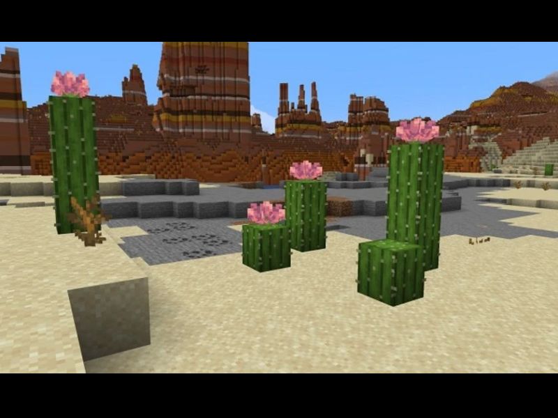 Hoa xương rồng trong Minecraft 1.21.72 APK